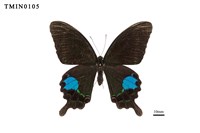 Papilio paris nakaharai Collection Image, Figure 5, Total 6 Figures